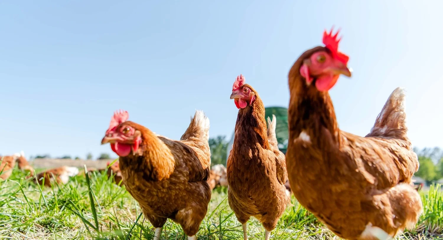 Free-range chickens on a farm along Caldwell Idaho’s AgVenture Trail