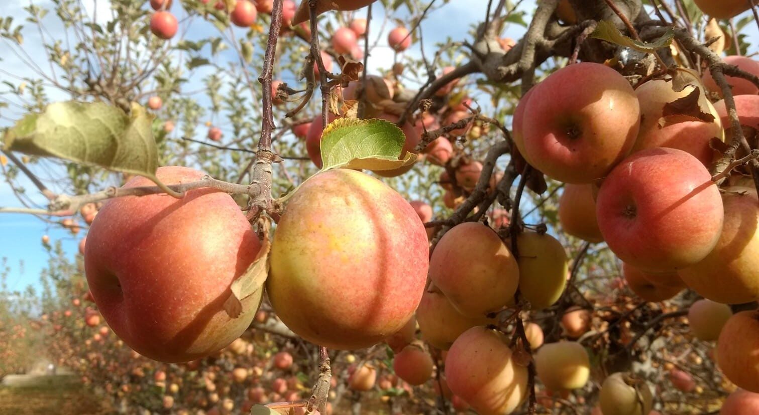 Peaches in Bloom at Kelley Orchards